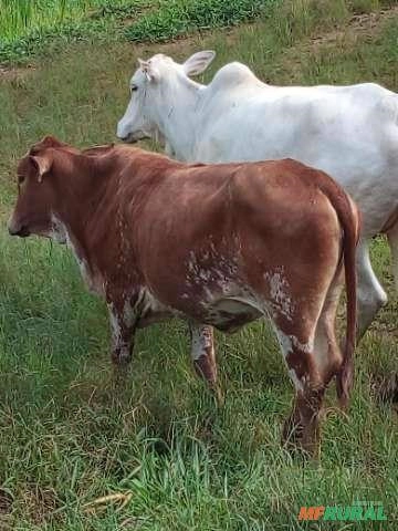 Gado nelore Imagem Gado nelore