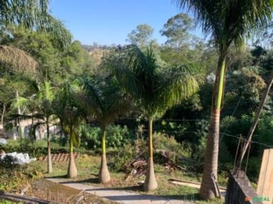 Palmeira imperial Imagem Palmeira imperial