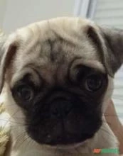 Filhote de pug com 4 meses