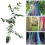 10 gramas seeds eucalipto deglupta árvore arco íris p Mudas