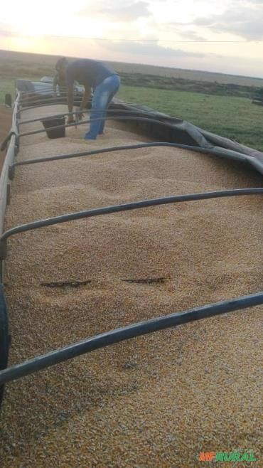 Milho Padrão Imagem Milho Padrão