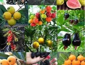 Sementes frutas