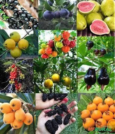 Sementes frutas