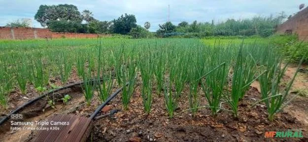 Cebolinha Imagem Cebolinha