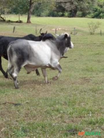 Tourinho Nelore Imagem Tourinho Nelore