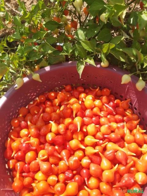 Pimenta Biquinho Imagem Pimenta Biquinho