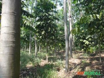 Floresta Plantada, madeira em pé de Teca, Mogno Africano e Brasileiro, Paricá em Aspásia/SP