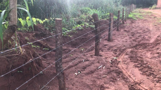 Floresta Plantada, madeira em pé de Teca, Mogno Africano e Brasileiro, Paricá em Aspásia/SP