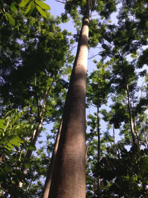 Floresta Plantada, madeira em pé de Teca, Mogno Africano e Brasileiro, Paricá em Aspásia/SP