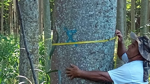 Floresta Plantada, madeira em pé de Teca, Mogno Africano e Brasileiro, Paricá em Aspásia/SP