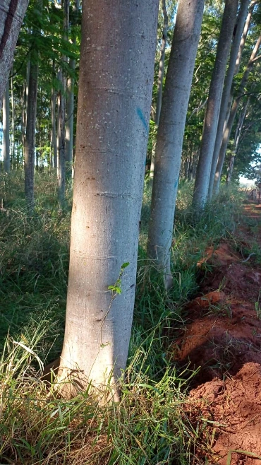 Floresta Plantada, madeira em pé de Teca, Mogno Africano e Brasileiro, Paricá em Aspásia/SP