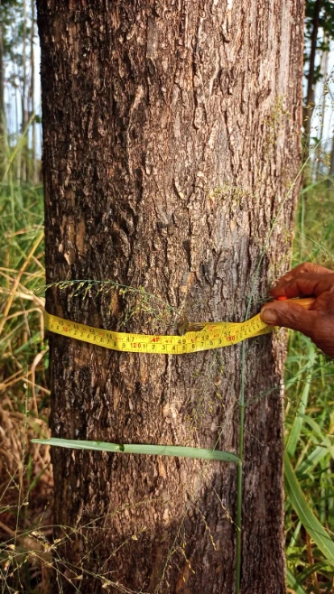 Floresta Plantada, madeira em pé de Teca, Mogno Africano e Brasileiro, Paricá em Aspásia/SP