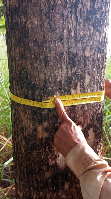 Floresta Plantada, madeira em pé de Teca, Mogno Africano e Brasileiro, Paricá em Aspásia/SP