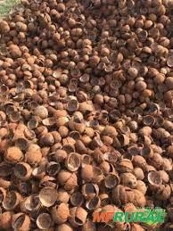 Cascas / Quenga de coco seco Imagem Cascas / Quenga de coco seco