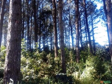 VENDA TORAS DE PINUS EM CURITIBA-PR Imagem VENDA TORAS DE PINUS EM CURITIBA-PR