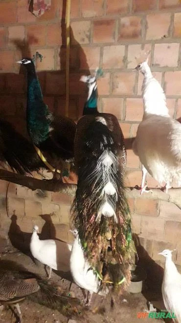 Aves ornamentais