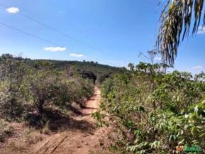 Fazenda com café