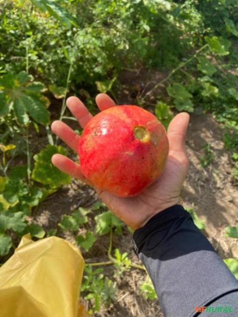 Imagem Romã Imagem Romã