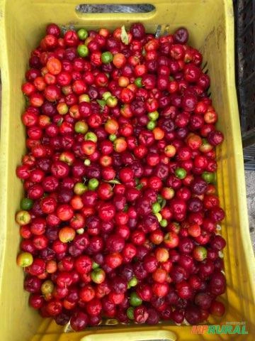 Acerola Fresca Imagem Acerola Fresca