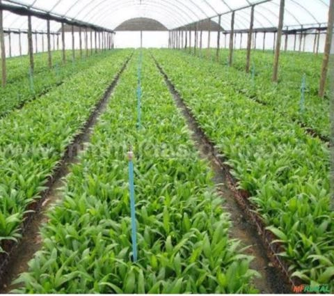 Imagem Mudas de Palmito Pupunha Imagem Mudas de Palmito Pupunha