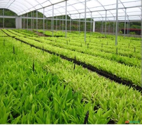 Imagem Mudas de Palmito Pupunha Imagem Mudas de Palmito Pupunha