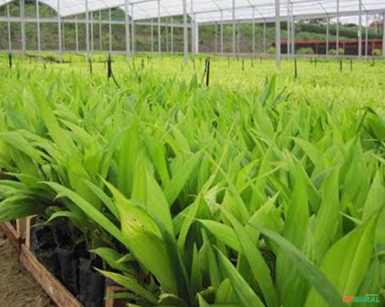 Mudas de Palmito Pupunha Imagem Mudas de Palmito Pupunha