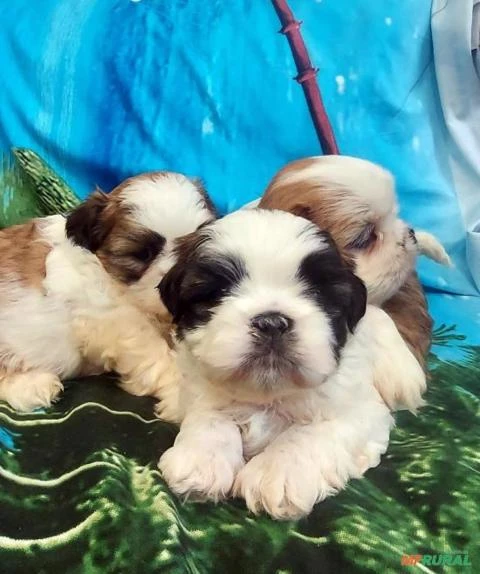 Shih Tzu filhote