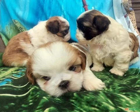 Shih Tzu filhote