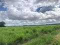 FAZENDA DE DUPLA APTIDÃO EM VISEU-PA A 200 KM DE BELÉM (BR-316) TODA DOCUMENTADA