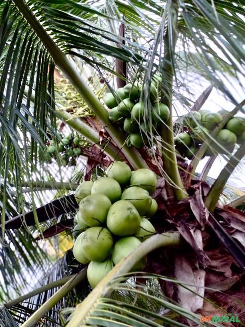 COCO VERDE Imagem COCO VERDE