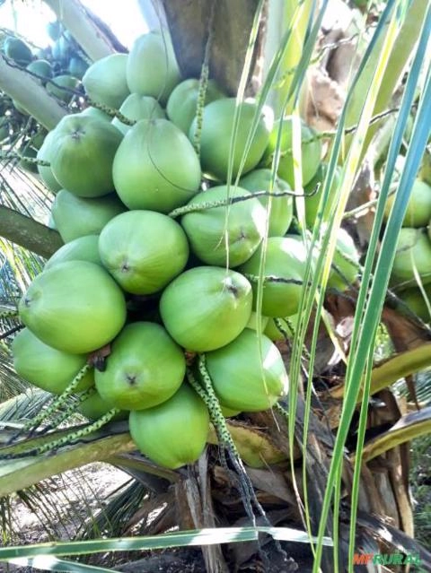 Imagem COCO VERDE Imagem COCO VERDE