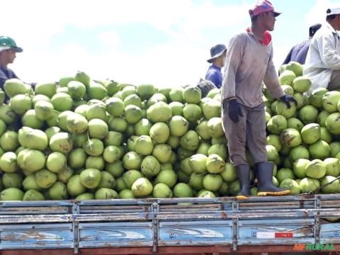 Imagem COCO VERDE Imagem COCO VERDE