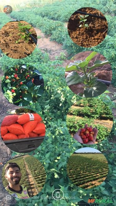 Pimenta (Biquinho) Imagem Pimenta (Biquinho)