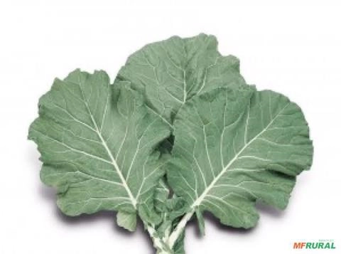 Couve manteiga Imagem Couve manteiga