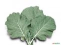 Couve manteiga Imagem Couve manteiga