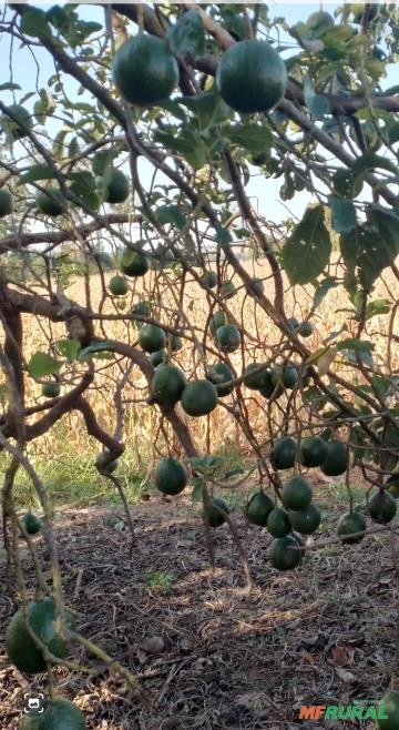 Vendo Abacate Margarida Imagem Vendo Abacate Margarida