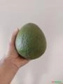 Vendo Abacate Margarida Imagem Vendo Abacate Margarida