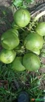 COCO VERDE Imagem COCO VERDE