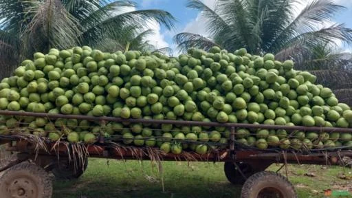 COCO VERDE Imagem COCO VERDE