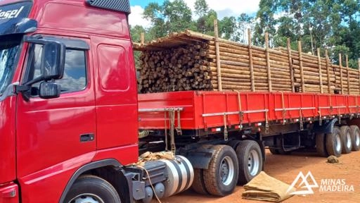 Eucalipto Tratado Imagem Eucalipto Tratado