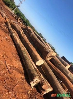 Madeira Marfim Importada | Venda Exclusiva para Indústrias Moveleiras Imagem Madeira Marfim Importada | Venda Exclusiva para Indústrias Moveleiras