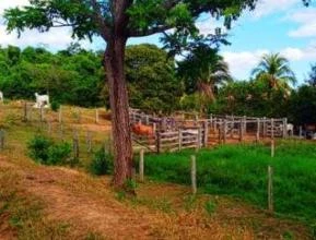 Vendo terra próximo a bela Vista do Araguaia