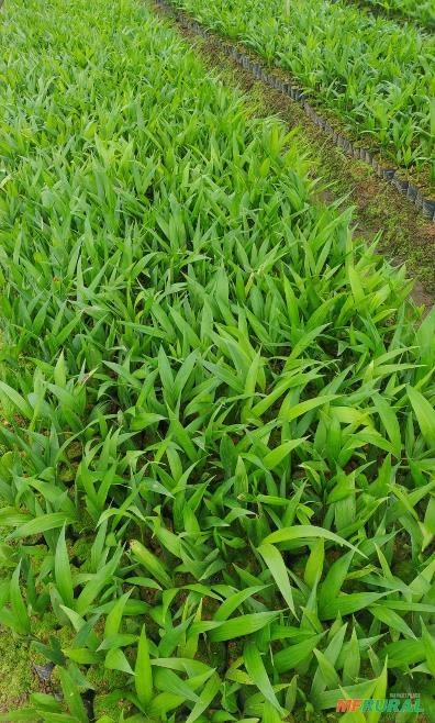 Imagem MUDAS DE PUPUNHA SELECIONADAS Imagem MUDAS DE PUPUNHA SELECIONADAS