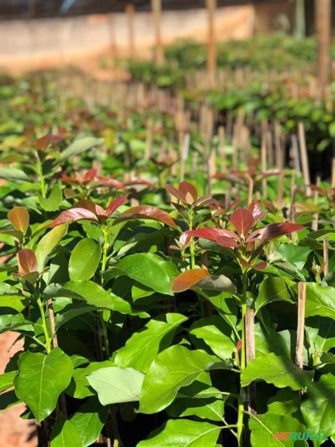 Mudas de abacate Enxertadas e certificadas Imagem Mudas de abacate Enxertadas e certificadas