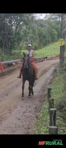 Cavalo andaluz