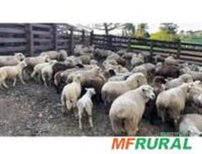 venda ovelhas