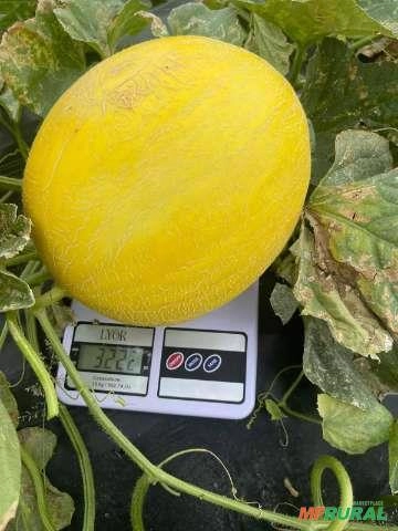 Melão Gladial F1 Imagem Melão Gladial F1