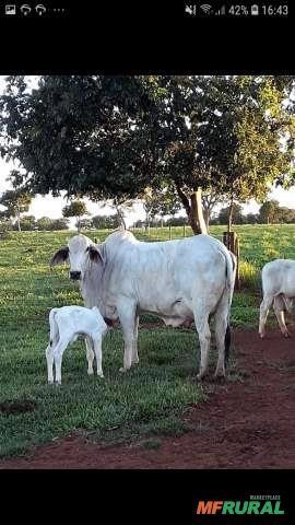 GARROTES TABAPUA Imagem GARROTES TABAPUA