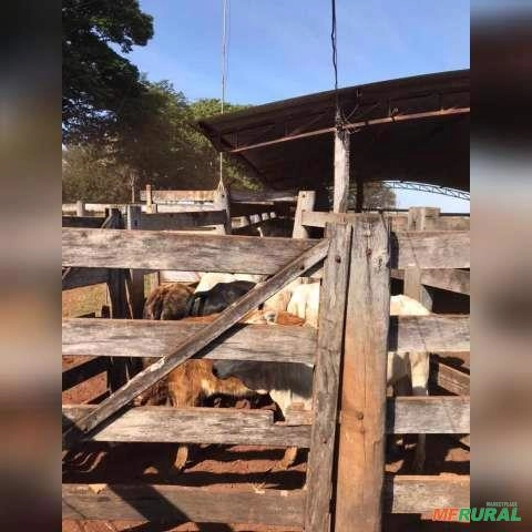 Nelore cruzamento industrial Imagem Nelore cruzamento industrial