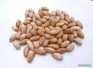 Compro Semente de Nim/Neem Para Extração de Óleo Compro Semente de Nim/Neem Para Extração de Óleo